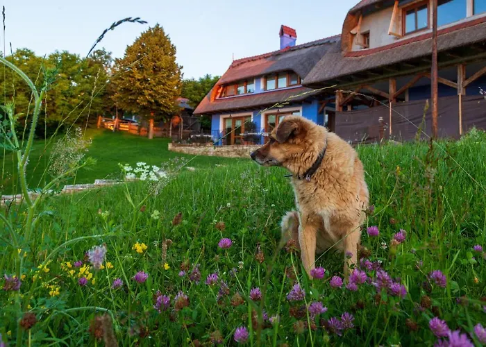 Casele Cu Stuf B&B Haus Ulrike